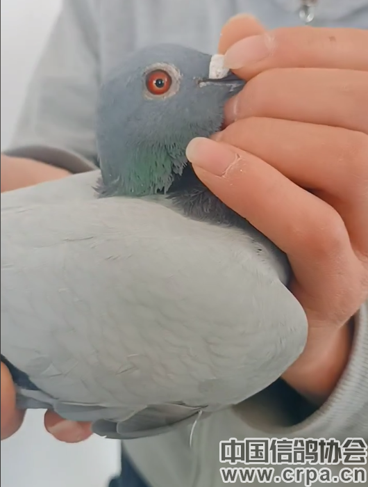 关于宁夏队开局亮眼,瞄准比赛连胜的信息 关于宁夏队开局亮眼,瞄准比赛连胜的信息